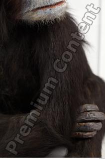 Chimpanzee - Pan troglodytes 0005